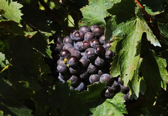 Norton grape