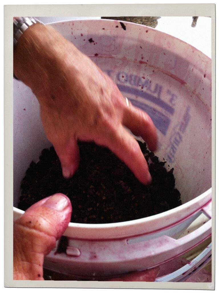 The first harvest of the Clover Oak Drive vineyard in East San Jose.
