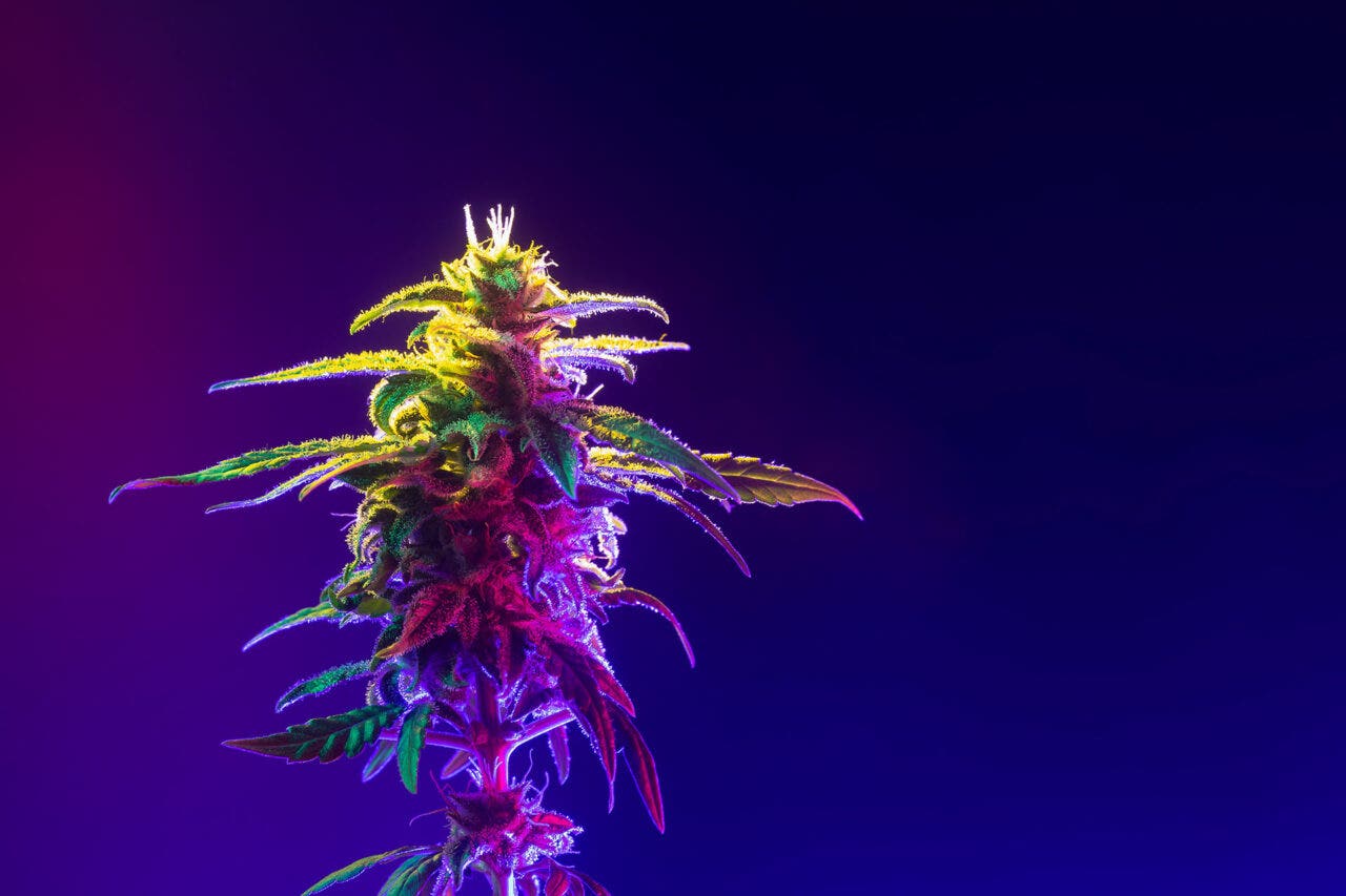 Cannabis Marijuana Bud Flower. Hemp Bud in colored light isolated on dark blue background.